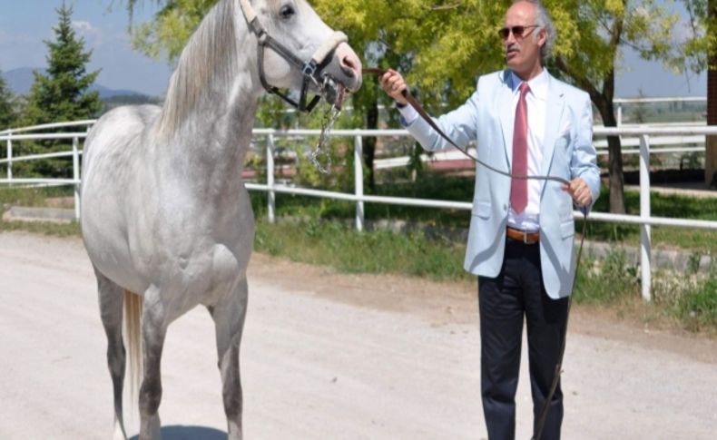 Dünya en iyi atı Turbo’ya Bakanlık koruması