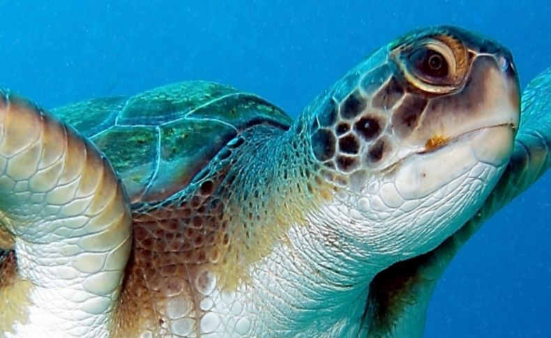 Engelli caretta caretta deniz canlılarıyla buluştu