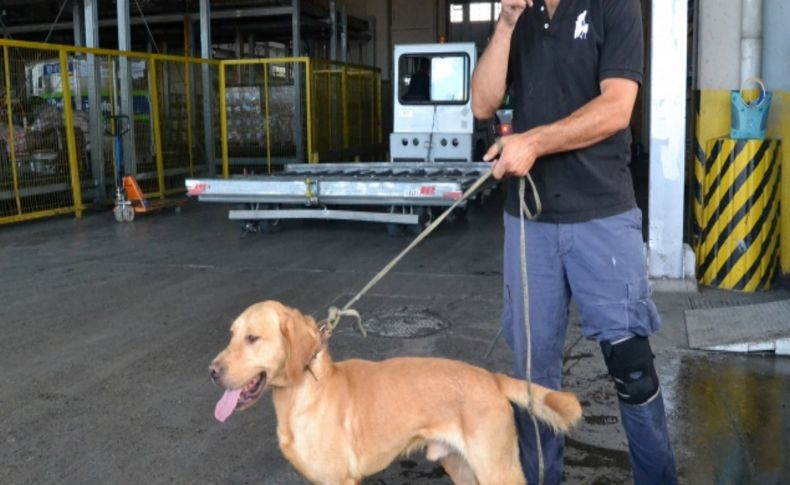 Evrak eksikliği köpekleri telef etti