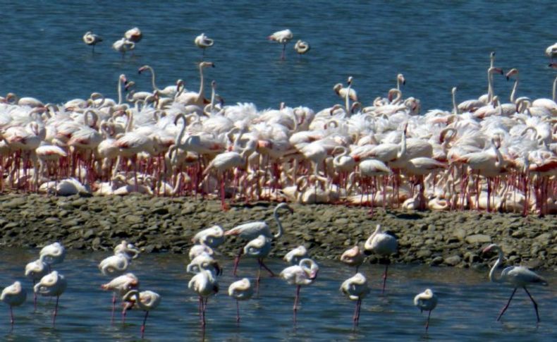 İzmir Flamingo cenneti