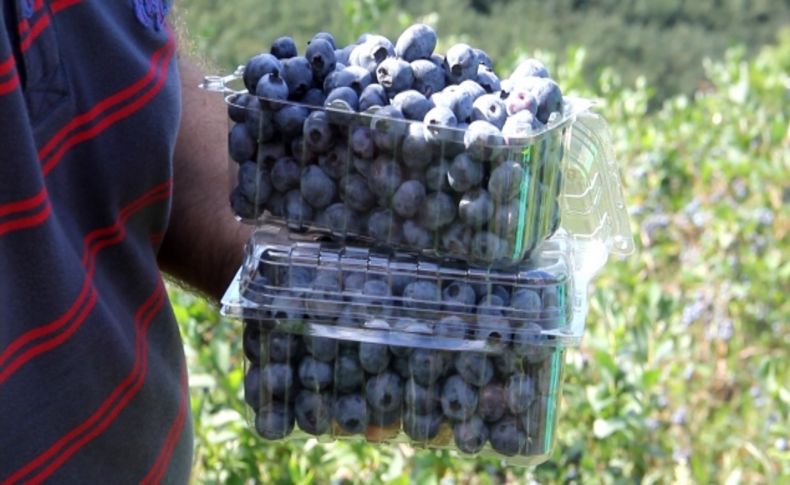 Giresun'daki maviyemiş üreticileri halinden memnun