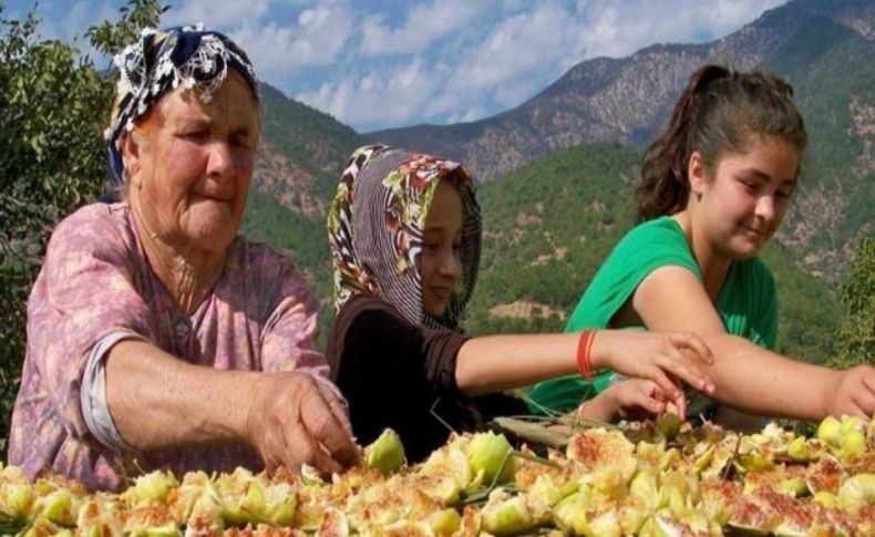 Hassa’da incirler sergiden kilere indi