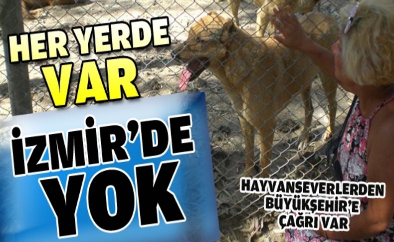 Hayvanseverlerden Büyükşehir'e çağrı