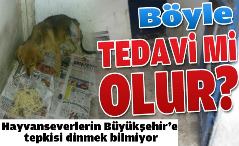 Hayvanseverlerin tepkisi dinmek bilmiyor