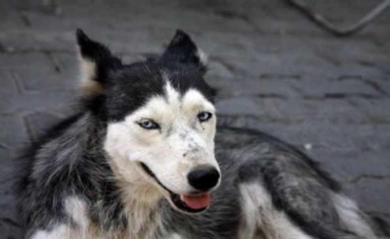 Şanssız Husky