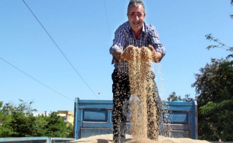 İç Anadolu Bölgesi'nde yılın ilk hasadı yapıldı