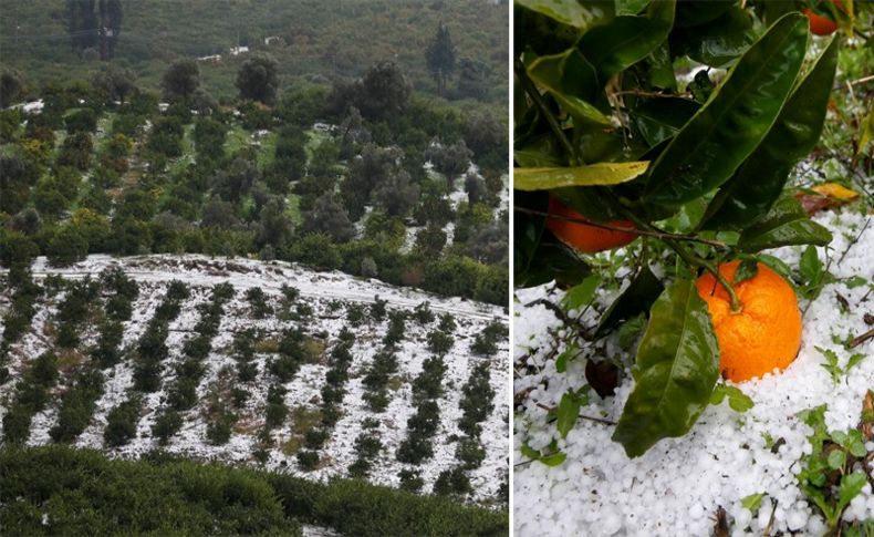 İzmir'de dolu mandalina bahçelerine zarar verdi