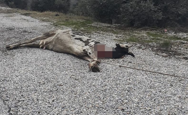 İzmir’de ineği ön ayaklarından direğe bağlayıp ölüme terk ettiler
