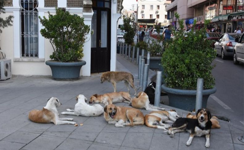 İzmir'de kaldırımlar köpeklere kaldı