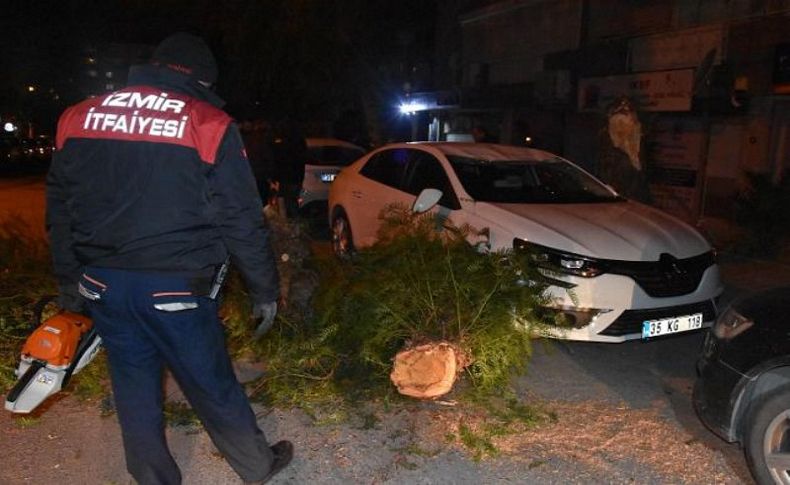 İzmir'de şiddetli rüzgar ağaçları devirdi