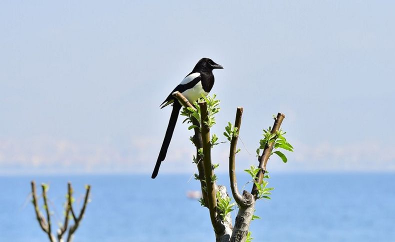 İzmir'e AB'den hibe desteği