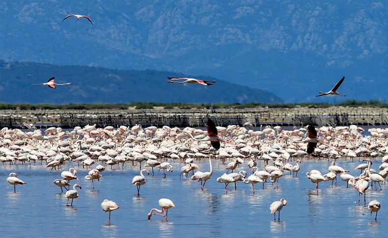 İzmir Kuş Cenneti'nde 20 bin flamingo kuluçkaya yattı