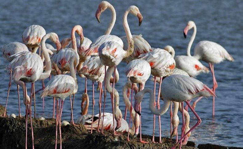 İzmir Kuş Cenneti'nde flamingo rekoru