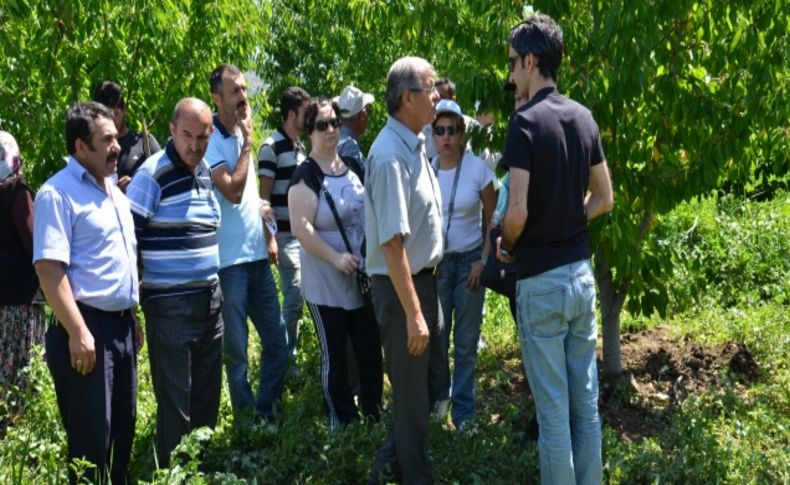 İzmir, kiraz üretiminde Türkiye lideri