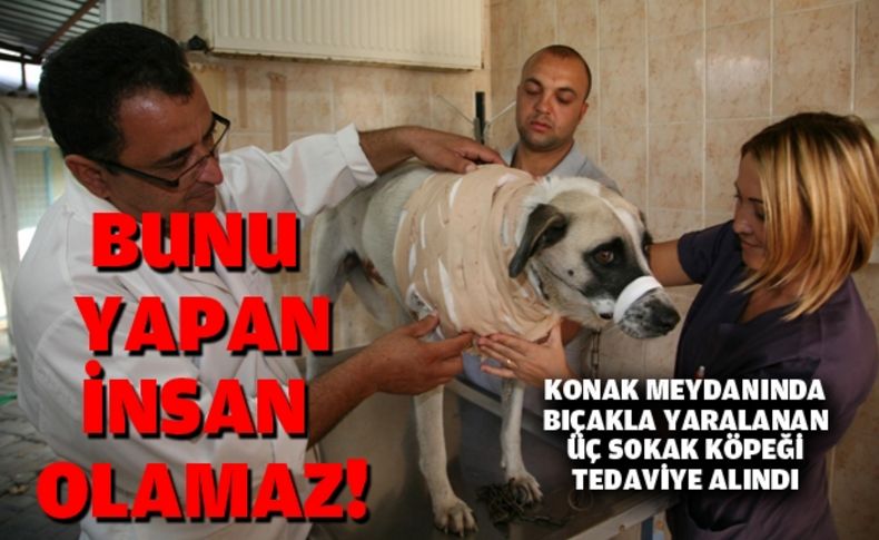 İzmir'de 3 köpeği acımadan bıçakladılar