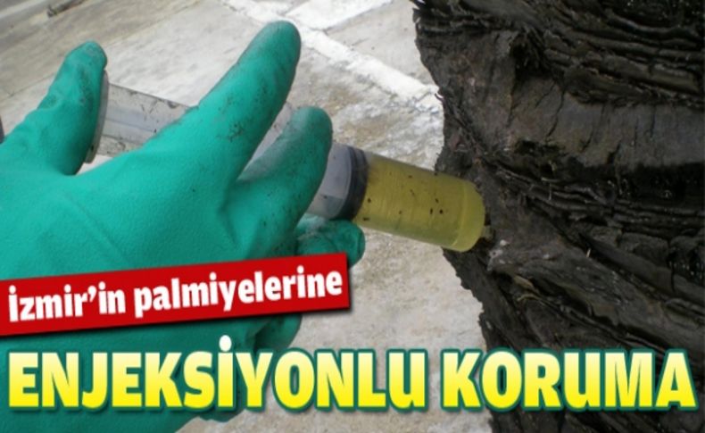 İzmir’in palmiyelerine “enjeksiyonlu” koruma