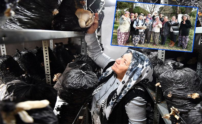 İzmirli kadınlar istiridye mantarı üretimini çok sevdi