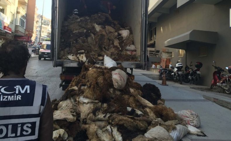 İzmir'e TIR'daki koyun derileri arasında getirdiler ama...