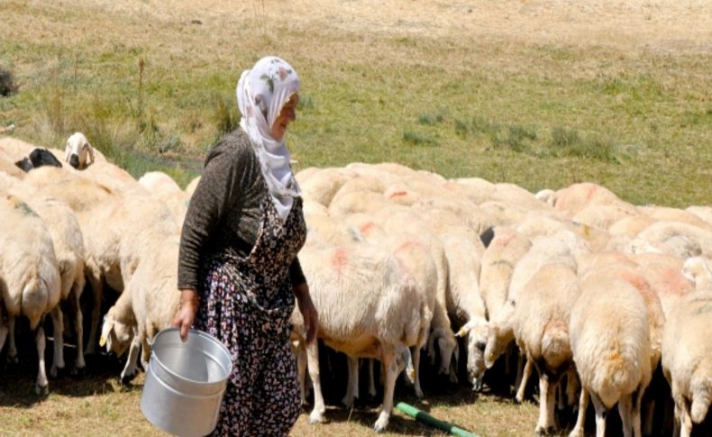 Kadın çoban İzmir Koyun Keçi Panayırı’na katılacak