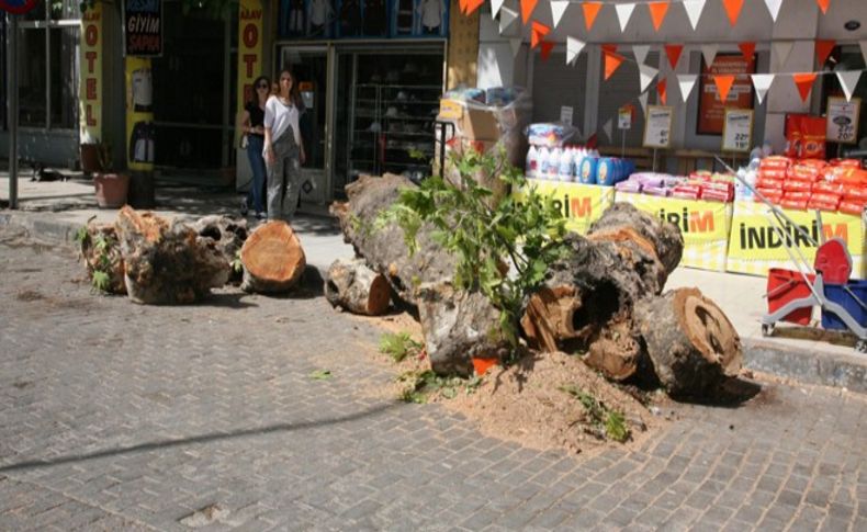 Asırlık çınar zamana yenildi