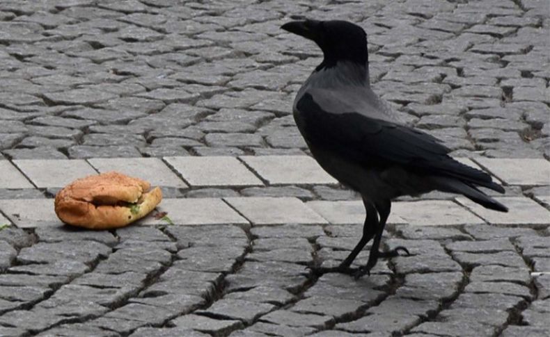 Karganın ekmek arası döner ziyafeti