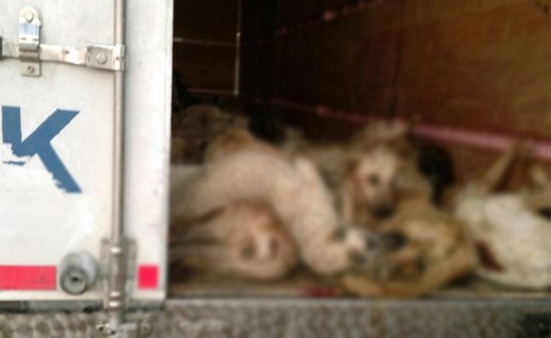 TIR'la sokak köpeği katliamına soruşturma talebi