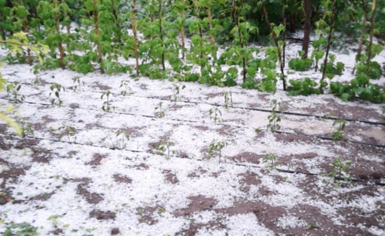 Kayseri’de dolu yağışı ekili arazilere zarar verdi