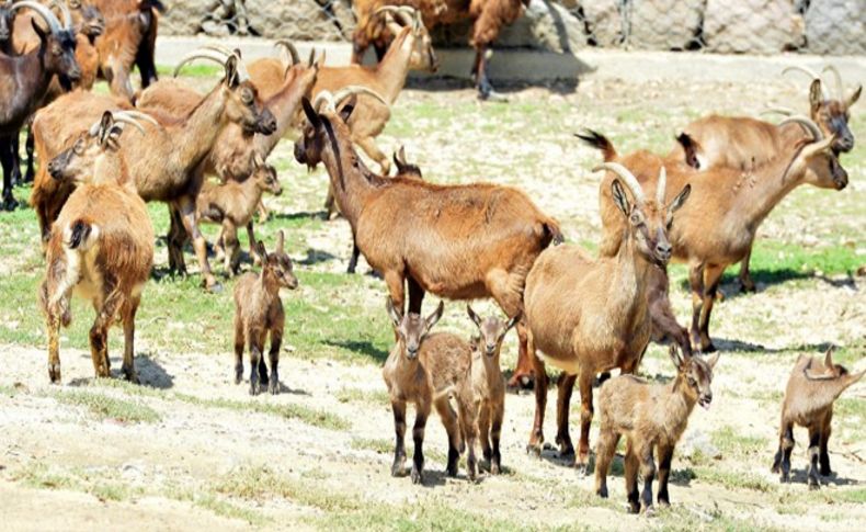 Doğal Yaşam'da bahar bereketi