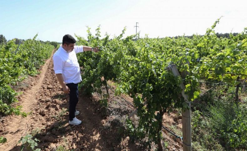 Kılıç’tan üzüm hamlesi: Toprakları ranta değil tarıma açacağız