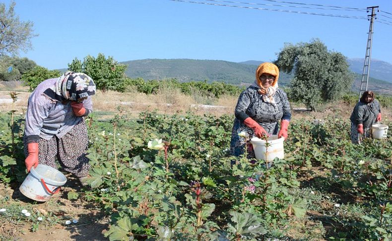 Kınalı bamya festivalle tanıtılacak