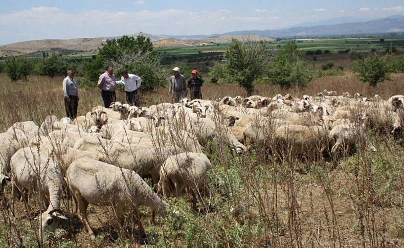 Kiralık mera tepkisi