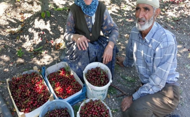 Kiraz sezonu bitti, Keles’te yeni umut vişne