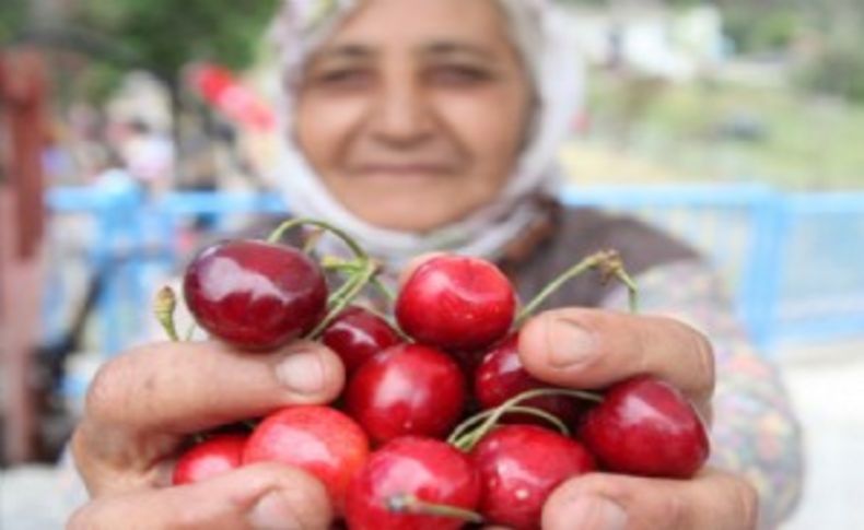 Bornova Kiraz Festivali'ne hazır: İşte büyük şölenin programı