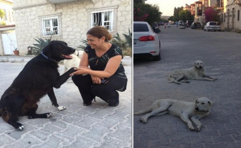 İşte Fatih Terim'i 'çıldırtan' o köpekler