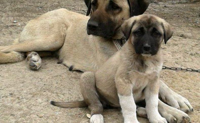 Köpek ırkları, Nilüfer’de kimlik kazanacak