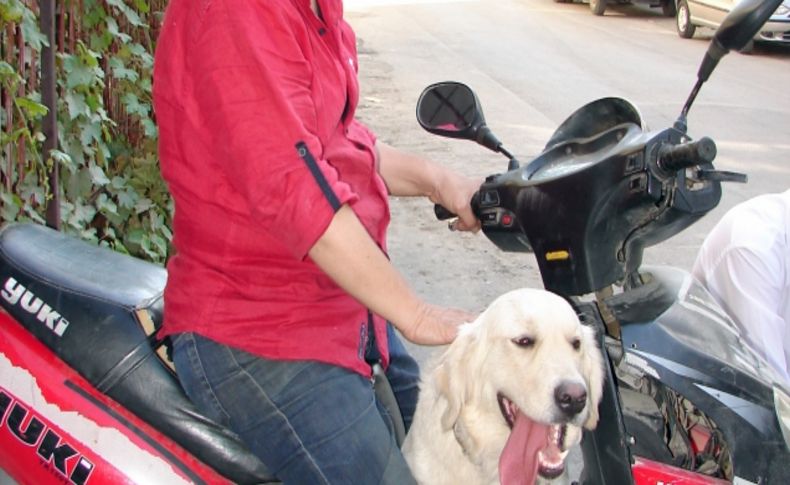 Köpek, sahibiyle motosiklete binip işe gidiyor