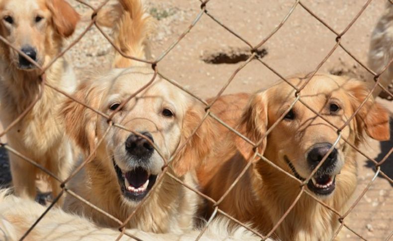 Torbalı'da Köpek Akademisine veteriner denetimi…