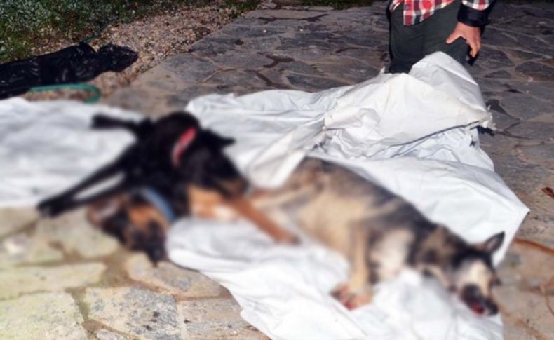 Vicdansızlar! Bodrum'da 20 köpeği katletti