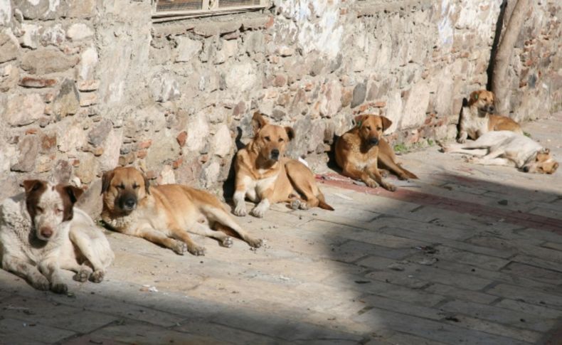 Köpekler gece üşüyüp gündüz ısınıyorlar