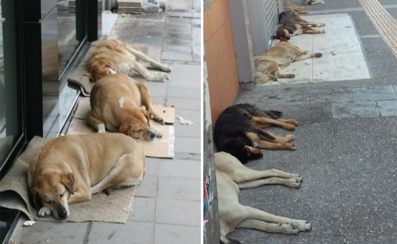 İzmir'de sokak köpeklerinin siestası