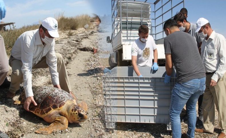 Körfez'de bulunan caretta ceratta DEKAMER'e gönderildi