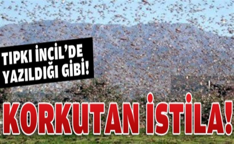 Korkutan çekirge istilası!