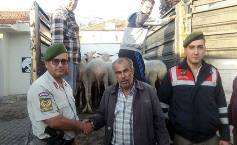 Köpeği zehirli etle öldürüp 38 koyunu çaldılar