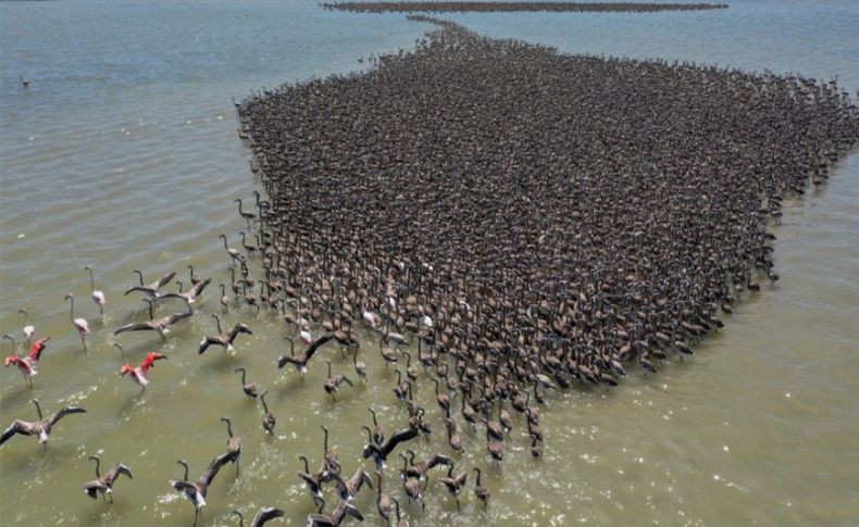 Kreşteki flamingo yavruları rüzgara karşı kanat çırpmaya başladı