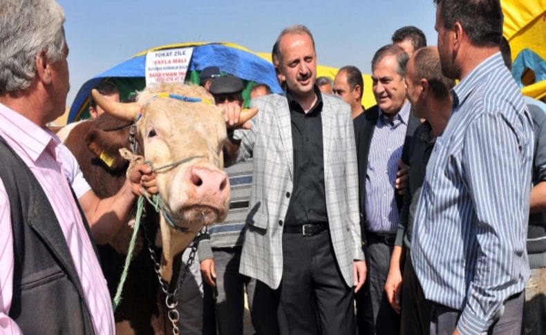 Kurban pazarının en büyüğü 'Koca Yusuf'