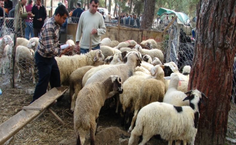 Kurbanlıkta ağız ve burun akıntısı hayvanın sağlığı hakkında ipucu veriyor