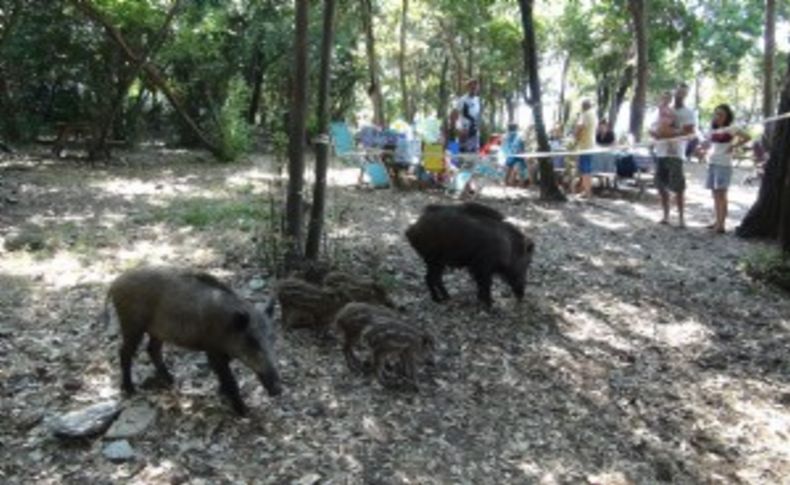 Kuşadası'nda piknik alanlarına davetsiz misafir