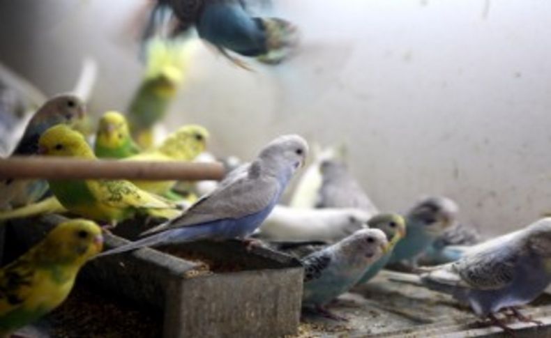 İzmir'deki kuşçular cıvıl cıvıl
