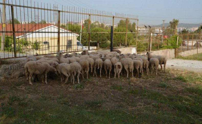 Aliağa'da 'kuzu' operasyonu