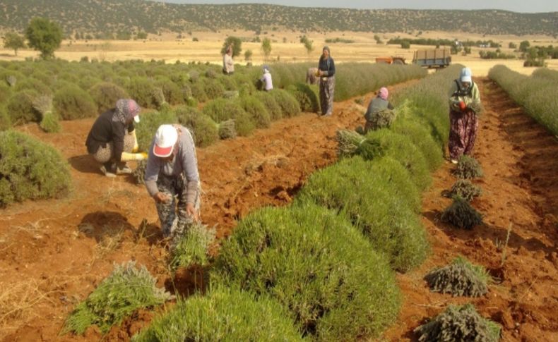 Lavantanın merkezi Keçiborlu'da hasat başladı